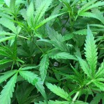 立法者即将就医用大麻法案达成一致