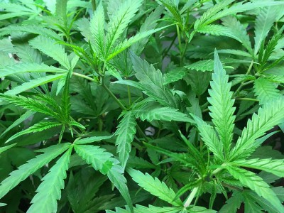 公投会导致大麻合法化吗?