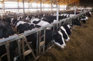 威斯康辛州布法罗县北部的一个独立式谷仓里的奶牛。威斯康辛州农场的规模近年来有所扩大，农民们表示，更严格的移民政策使得他们很难找到和留住工人。照片由威斯康星新闻调查中心的科伯恩·杜克哈特拍摄。