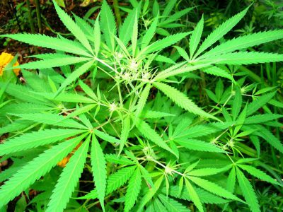 竞选资金:两党议案使大麻合法化