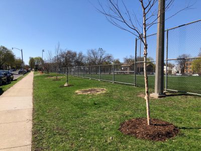 市政厅:密尔沃基将砍掉900棵白蜡树
