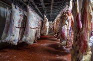肉类加工厂的牛肉尸体。Preston Keres/美国农业部拍摄。(公共领域)。