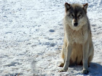 自然资源委员会建议捕杀狼的配额翻倍