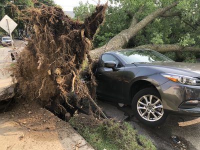 市政厅:超过660棵行道树在八月风暴中消失