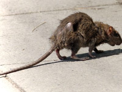 密尔沃基:斯坦普希望对挖掘物进行老鼠检查