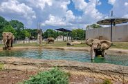 密尔沃基县动物园的大象。照片来自密尔沃基县动物园。